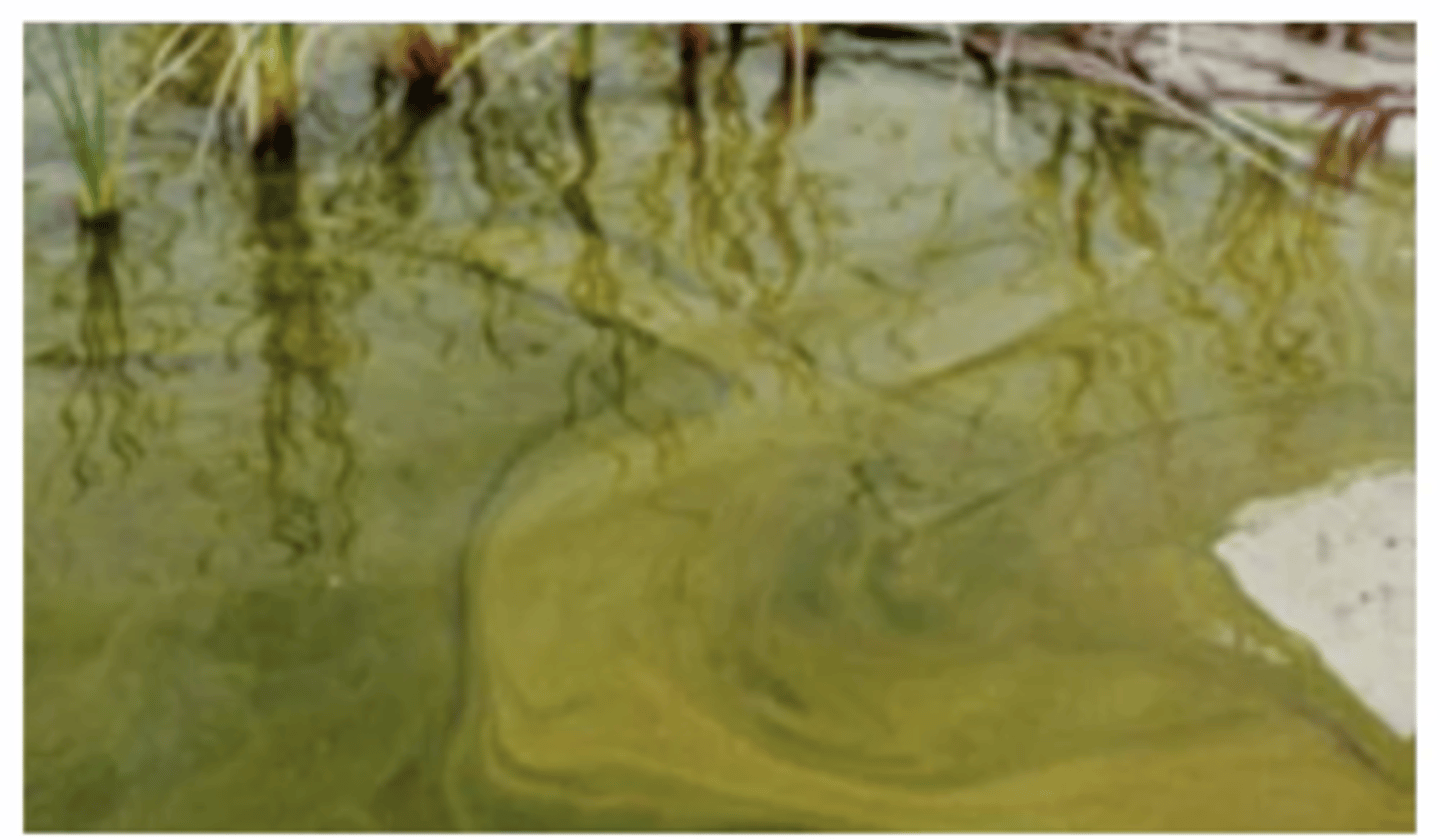 <p>1. Occurs in water sources in Summer in energy rich water supplies (faeces contaminated). Usually avoided by sheep</p><p>2. Blue-Green algae can produce neurotoxins + hepatotoxins</p><p>3. High mortalities, Sheep develop tremors → go down with convulsions. Most die but survivors develop liver damage (Jaundice)</p><p>4. History (Access to contaminated water)</p><p>5. Remove sheep from toxic water source, Recognise toxic water sources, DO NOT treat with algae treamtments, cause destruction of bacteria and release of toxins</p>