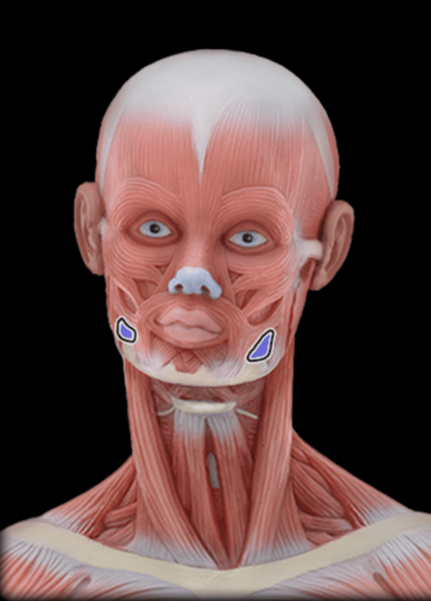 <p>What Muscle Is Highlighted?</p>