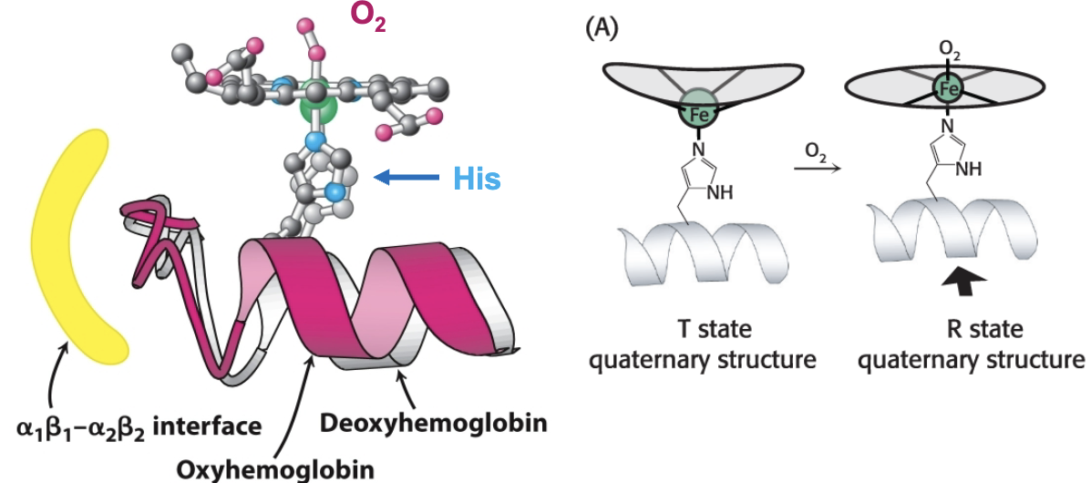 <p>When O2 binds, iron becomes planar with the heme ring structure. This movement is transmitted to the proximal Histidine and the helix it is attached to, which is at the α1 β1 /α2 β2 interface. Structural change from O2 binding at heme is transmitted to other subunits.</p>
