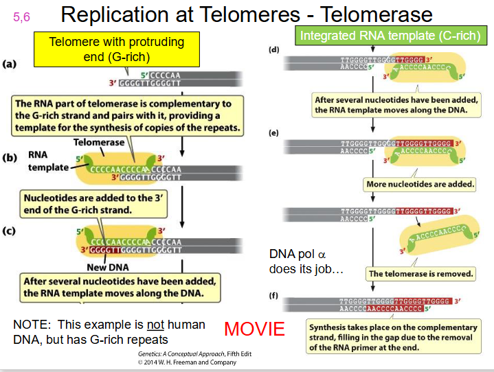 <p>DIAGRAM OF TELOMERASE</p>