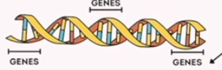 <p>genes</p>