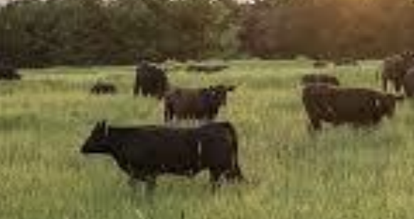<p>What feeding technique is the single largest source of domestic ruminant nutrition? 35% of the contiguous US is used for this.</p>