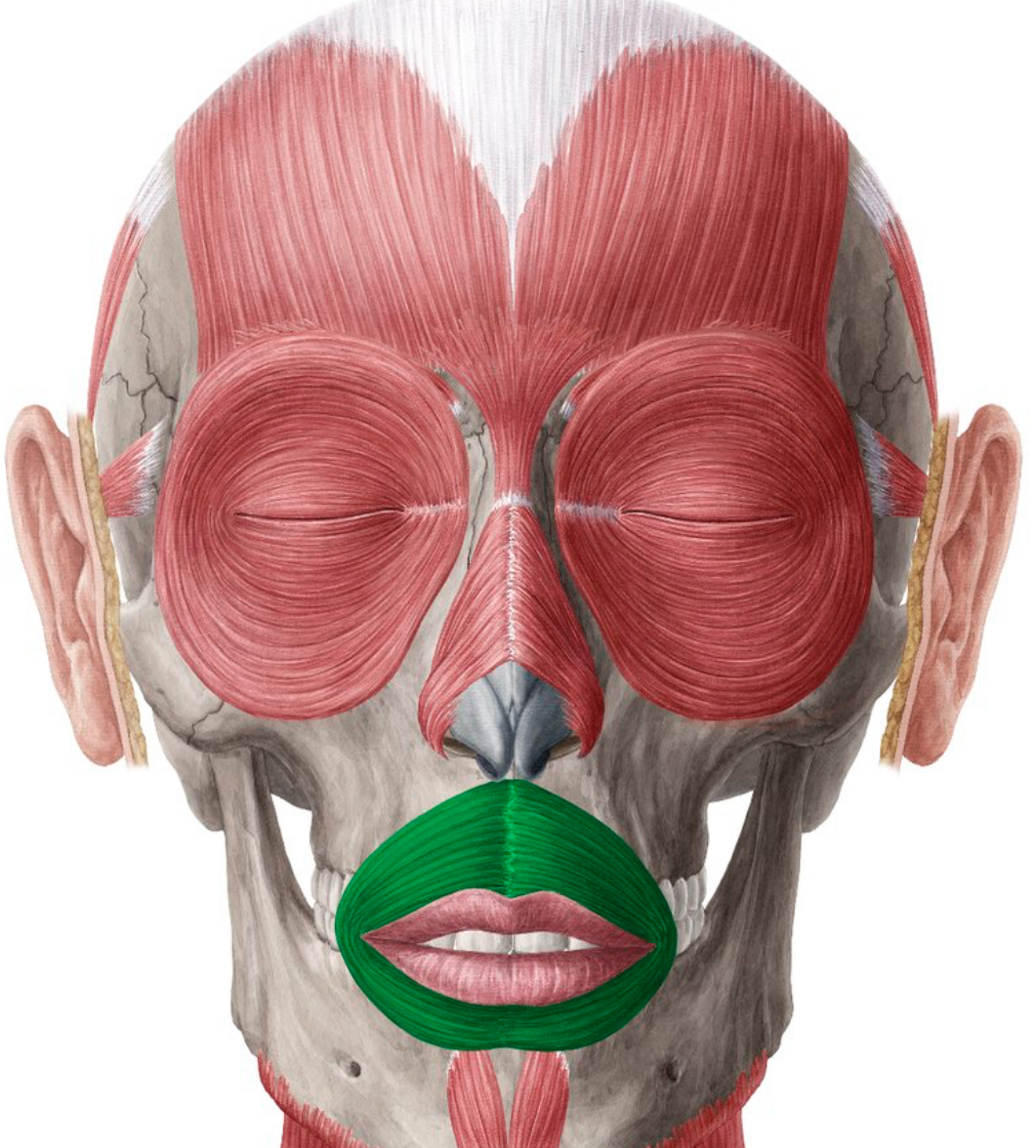 <p>orbicularis oris </p>