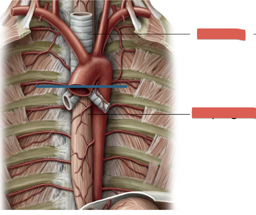 <p>Fill in the blank </p>