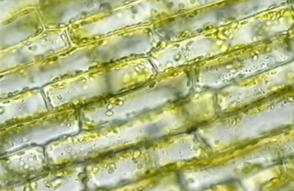 <p>Cytoplasmic streaming</p>