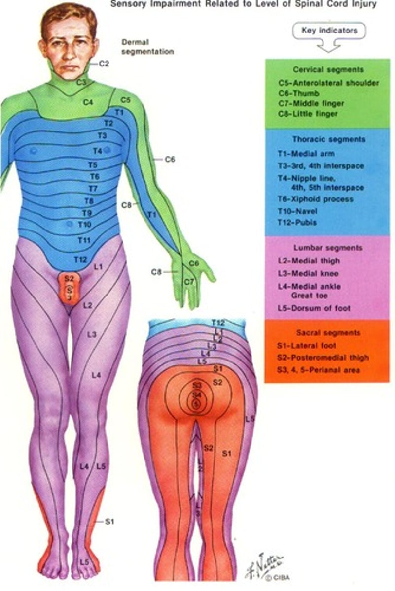 <p>The area of skin supplied with afferent nerve fibers by a single dorsal nerve root and its corresponding spinal nerve</p>