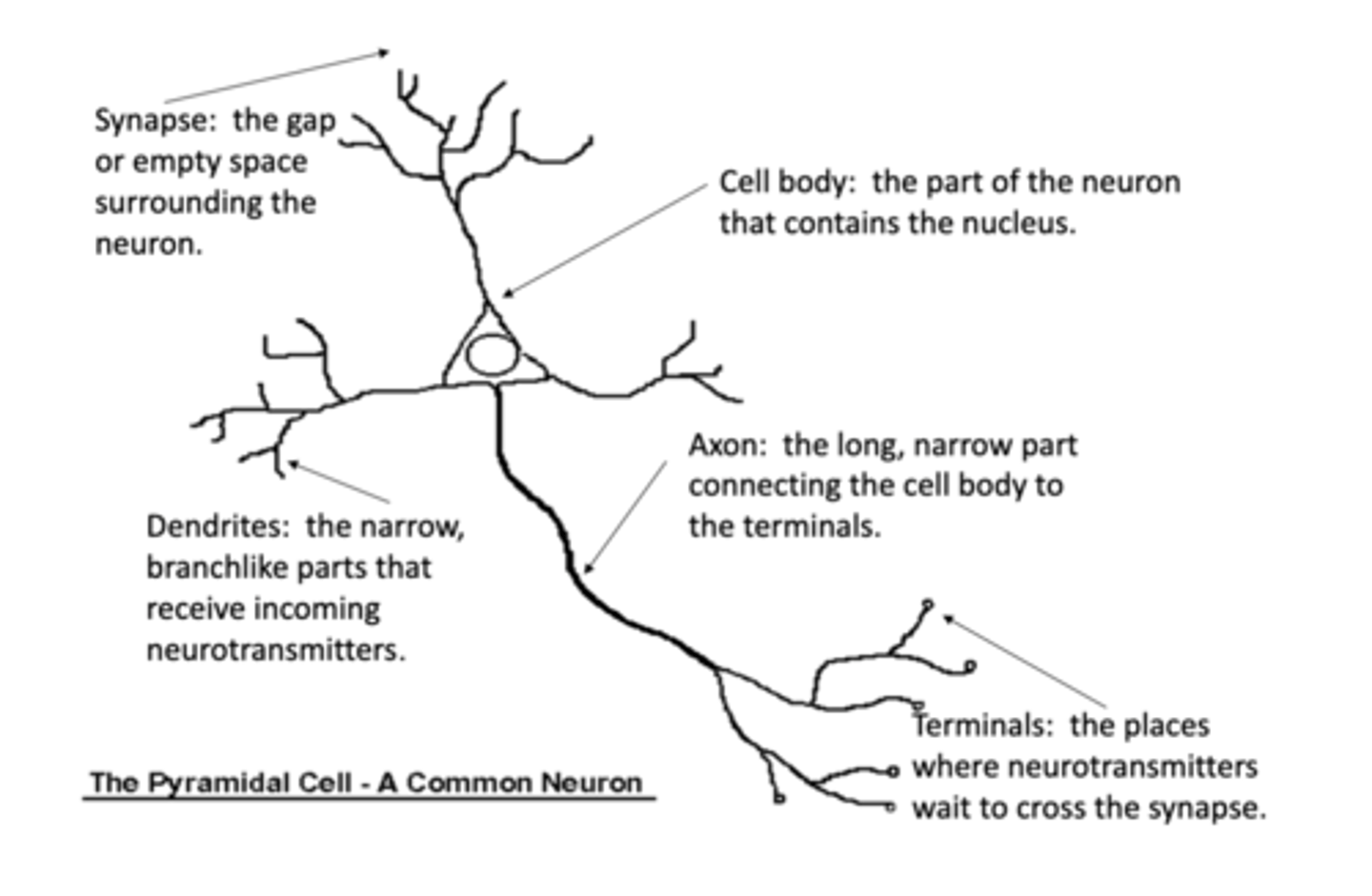 <p>Each action potential begins with a sudden change from the normal resting negative membrane potential to a positive potential and then ends with an almost equally rapid change back to _________</p>