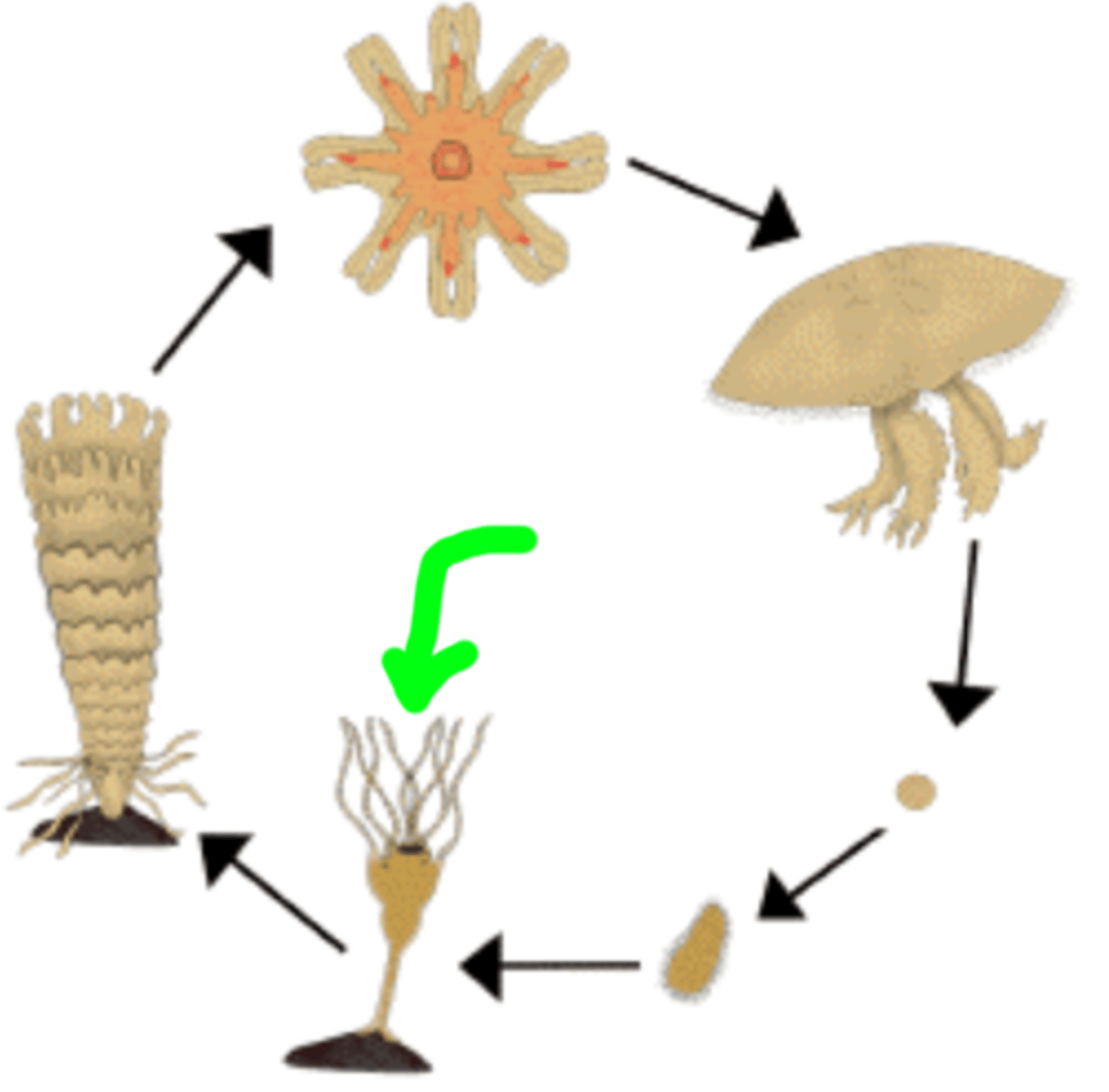 knowt flashcard image