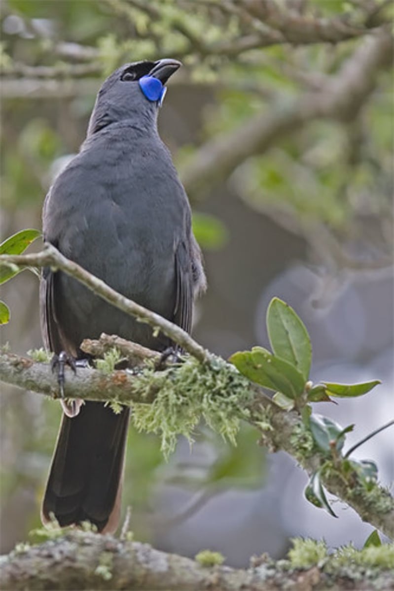 <p>North Island kokako</p>