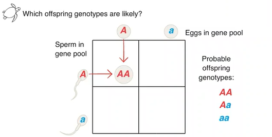 Homozygous Dominant Offspring