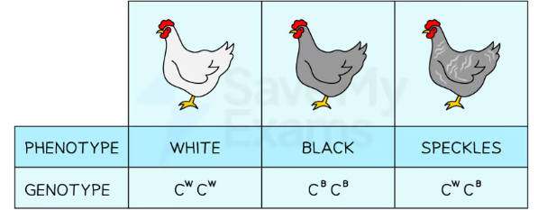 <ul><li><p>blood group</p></li></ul><p>gene for blood types represented by I and three alleles = A, B, O. allele for O is recessive to A and B. A results in A (IAIA or IAIO) and B results in (IBIB or IBIO). if both a and b present in heterozygous = AB IAIB</p><ul><li><p>feather colour in picture</p></li></ul><p></p>