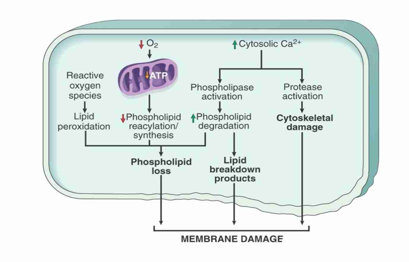 <p>Mechanism of membrane damage in cell injury:</p><ul><li><p>Decreased O2 &amp; increased cytoslic Ca2+ are typically seen in ischemia but may accompany other forms of cell injury </p></li><li><p>Reactive oxygen species, often produced on reperfusion of ischemic tissue cause membrane damage (not shown)</p></li></ul>