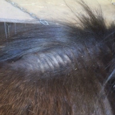 <p>AKP store husdyr blok 1 2024</p><p>Denne 4 år gamle islandske hest er kommet på sommerfold og er over de seneste uger begyndt at klø sig i man og hale. Huden er fast og hærdet. Hvordan vil du beskrive disse hudforandringer i mankeregionen?</p><p>1 Alopeci, hypertrikose, urticarier </p><p>2 Alopeci, hyperkeratose </p><p>3 Ortokeratose, alopeci </p><p>4 Alopeci, lichenifikation</p>