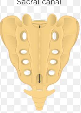 <p>The Sacral Canal</p>