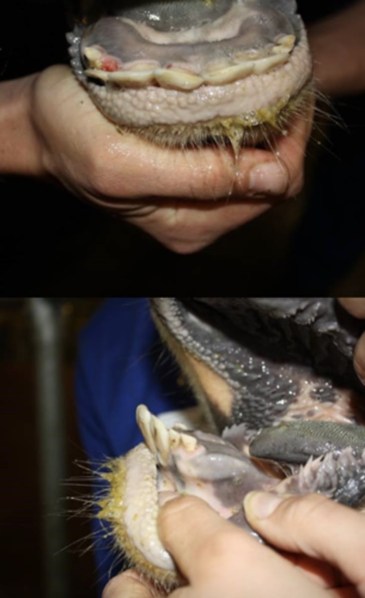 <p>På disse billeder ses fortænderne på en tyr. Estimer tyrens alder</p><p>- Alder under 1 år gammel </p><p>- Alder ca 2,5-3 år </p><p>- Alder ca 1,5-2 år </p><p>- Alder ca. 4 år gammel</p>