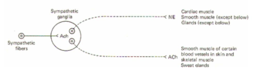 <ul><li><p>Fight or Flight increase body’s “readiness”</p></li><li><p>Preganglionic neuron in the lateral horn of spinal cord</p></li><li><p>Postganglionic neuron in the sympathetic chain (we will learn exceptions here)</p></li><li><p>Preganglionic neurotransmitter is Ach</p></li><li><p>Postganglionic neurotransmitter is NE or ACh</p></li></ul><p></p>