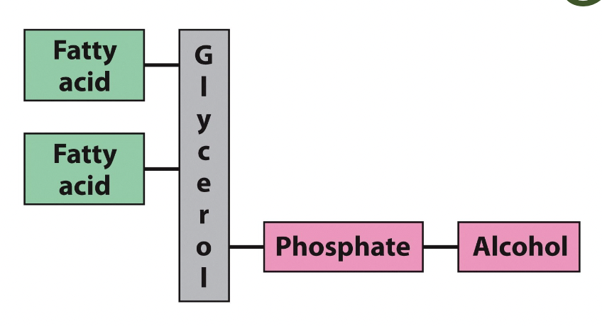 They have four components: fatty acids (2 or \n more), a glycerol platform , a phosphate, and \n an alcohol