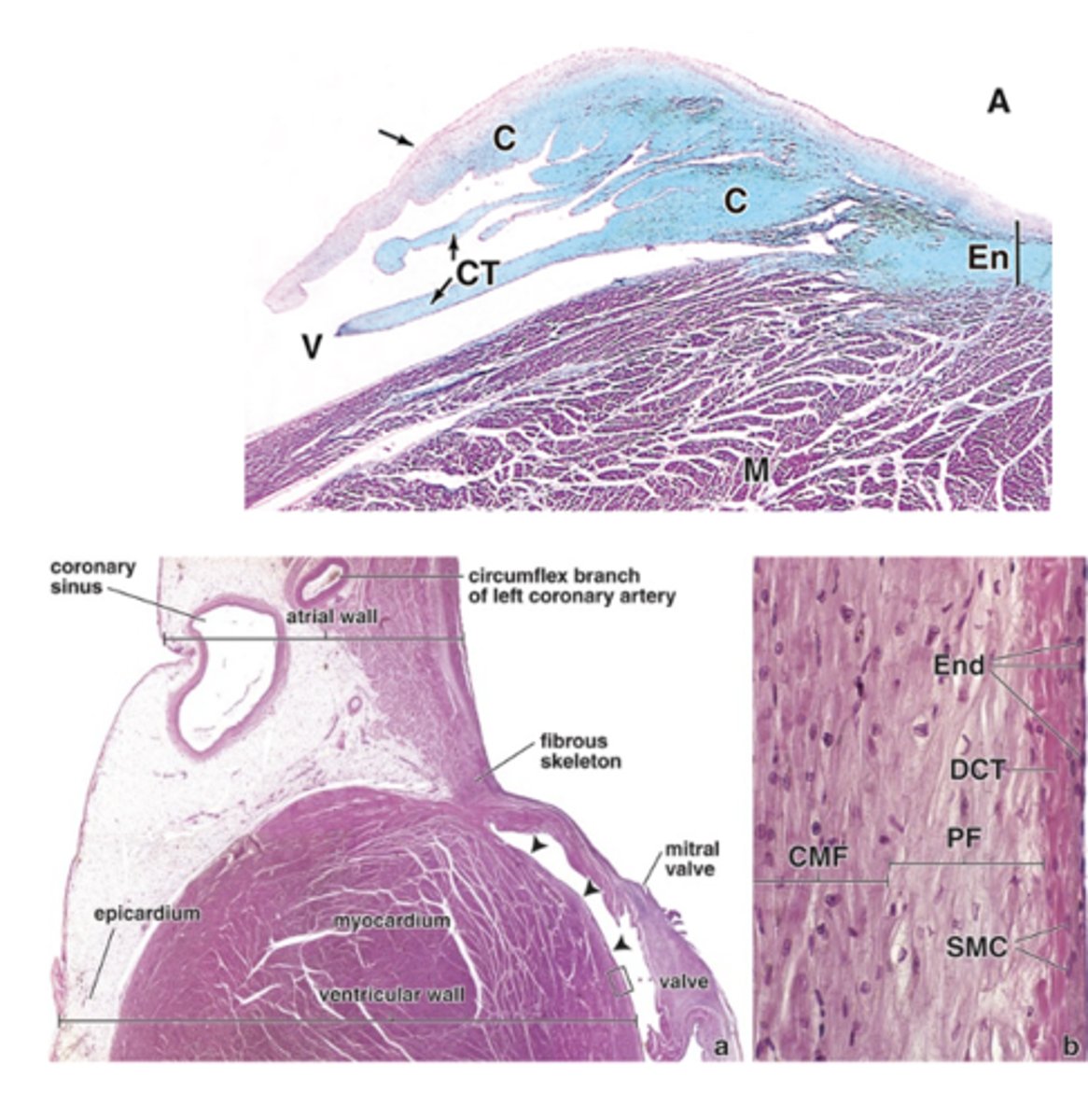 <p>To what structures does the cardiac skeleton extend?</p>