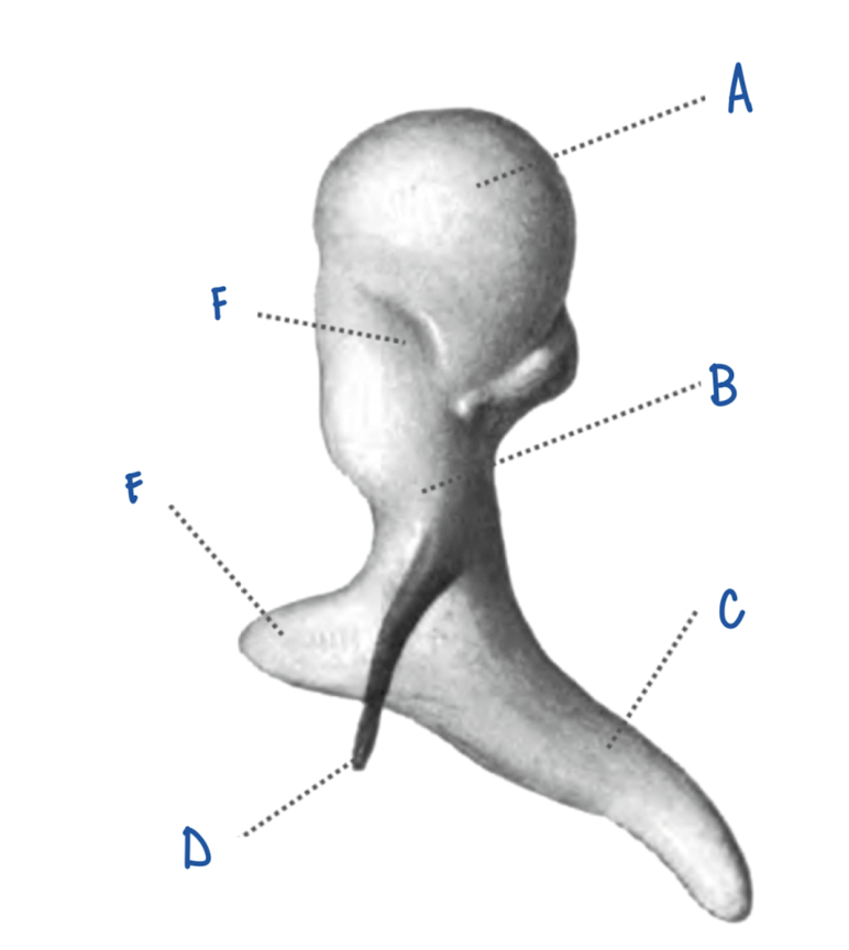 <p>What part of the Malleus is labeled A?</p>