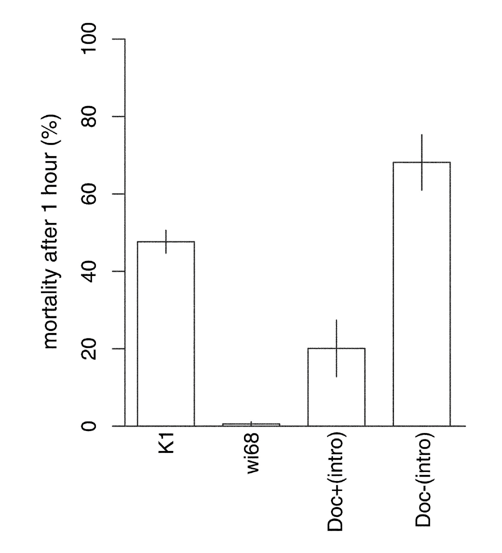 <ul><li><p>transposable element jumped into CHKov1 gene </p></li><li><p>the new variant has spread rapidly and neighbouring nucleotides have come alongside </p></li><li><p>has stronger resistance to organophosphate pesticides and viruses </p></li></ul><p></p>