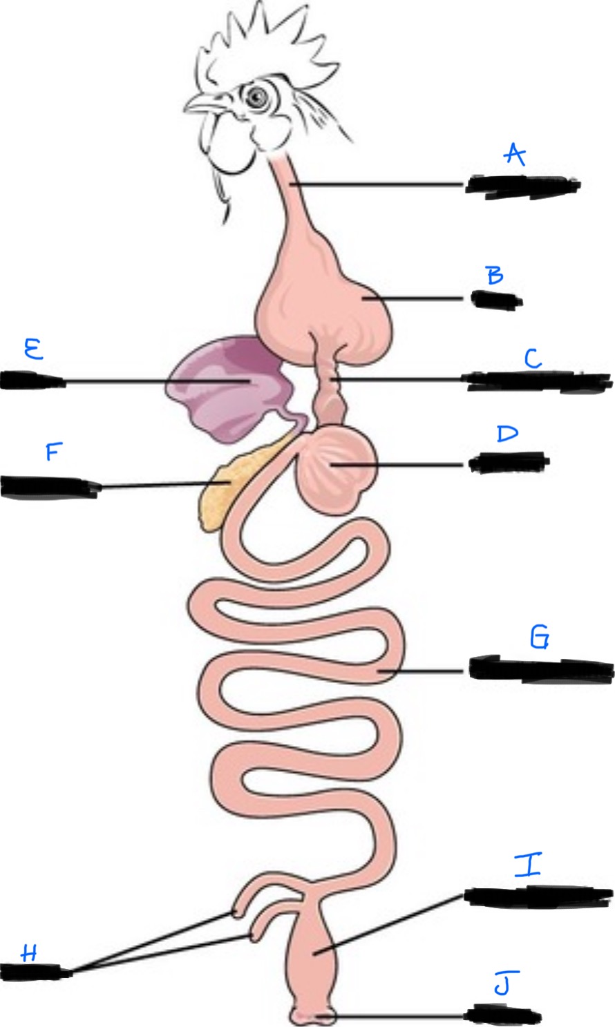 <p>Avian Digestion </p>