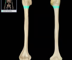 <p>Attachment for muscles</p>
