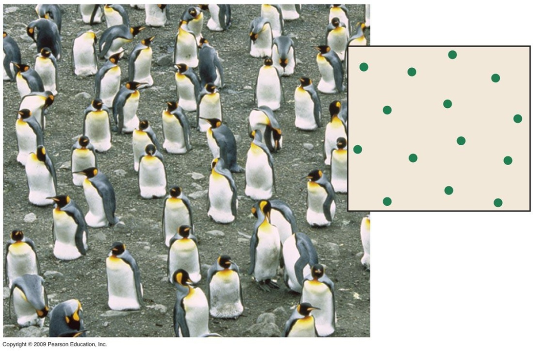 <ul><li><p><span>The presence of one organism determines how close or distant another is (territorial behaviour)</span></p></li><li><p><span>Resources are evenly spread out across ecosystem</span></p></li><li><p><span>Abiotic conditions are suitable throughout area</span></p></li></ul><p></p>