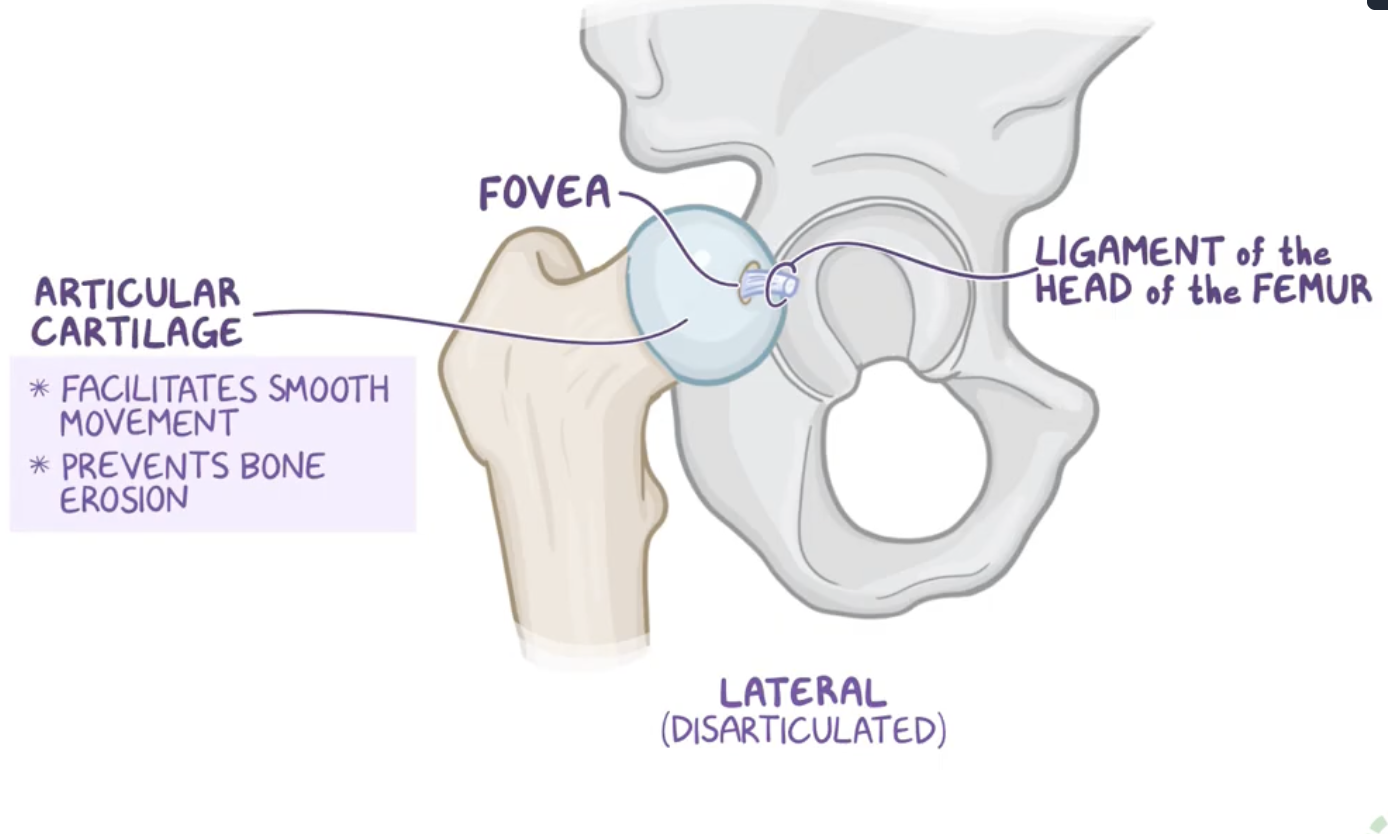 <p>it has depression on top of it which is called the <strong>fovea </strong>for the ligament of the head of the femur.</p><p>Except for the fovea, the femoral head is also <strong>covered entirely in articular cartilage</strong> which facilitates smooth movement and prevents bone erosion as it slides within the acetabulum.</p>