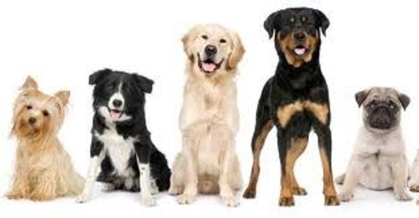 <p>How <strong>different the genes are of the individuals</strong> within a population.</p>