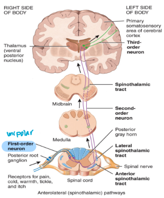 <ol><li><p>non-specific ascending pathway</p><ul><li><p>when you are aware of a sensation but are unable to detect its origin</p></li><li><p>ex. pain</p></li><li><p>ex. spinothalamic tracts of the spinothalamic pathway</p><ul><li><p>decussates in the spinal cord (crosses over)</p></li><li><p>picks up pain, temperature and sends the information to the thalamus</p></li></ul></li></ul></li><li><p>specific ascending pathways</p><ul><li><p>sensations that you are accurately able to detect the origin of</p></li><li><p>ex. touch</p></li><li><p>ex. dorsal columns in the dorsal column pathway</p><ul><li><p>decussates in the medulla</p></li></ul></li></ul></li></ol><p></p>