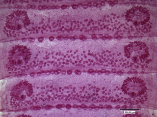 <p>name and decribe the parasite: </p>