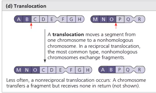 <p>een afwijking in de structuur van een chromosoom dat komt door een hechting van een chromosomaal fragment aan een niet-homoloog chromosoom</p>