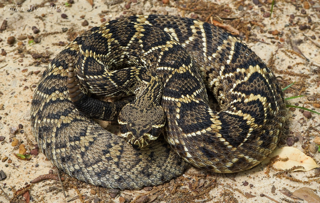 <p><span><span>Eastern diamondback rattlesnake</span></span></p>