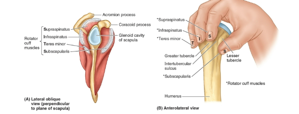 <ul><li><p>Critical for dynamic stability of the glenohumeral joint</p></li></ul><p></p><p>Arrangement:</p><ul><li><p>SITS muscles pass laterally to engulf the head of the humerus</p></li><li><p>Tendons attach to greater and lesser tubercles</p></li></ul><p></p><p>Function:</p><ul><li><p>“grasp” and pulls large head of humerus medially, holding it against the smaller glenoid cavity of scapula</p></li><li><p>SITS’ Tendons + fibrous layer of capsule → musculotendinous rotator cuff → reinforces the capsule on three sides (anteriorly, superiorly, and posteriorly) → providing active support for the joint</p></li></ul><p></p><p></p>