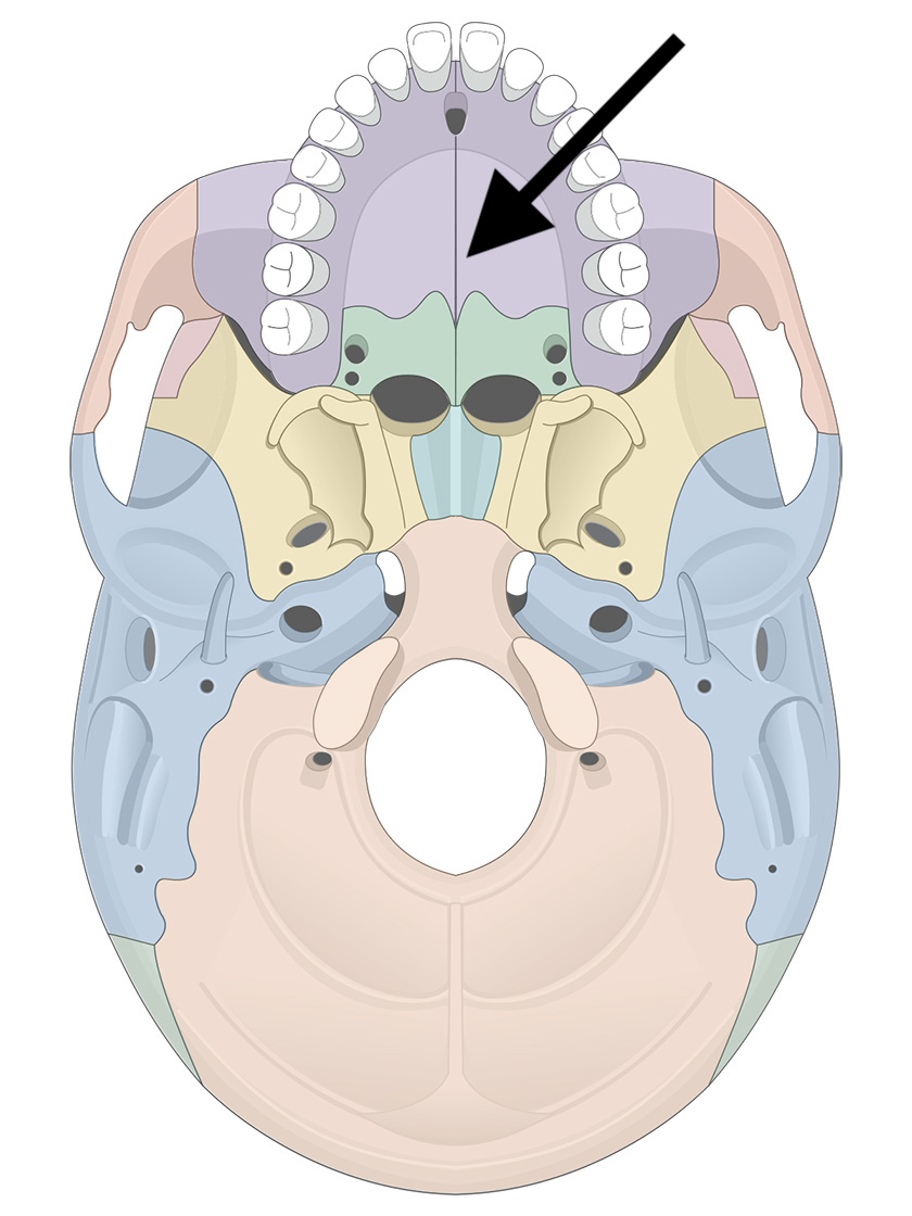 <p>Name the bone</p>