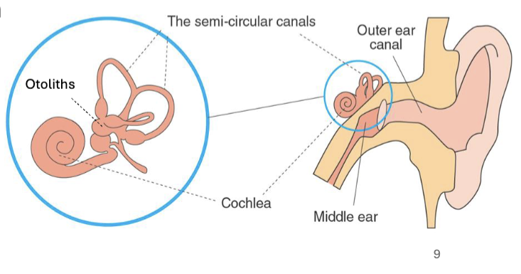 <ul><li><p>Inner-ear function</p><ul><li><p>Maintains balance and spatial awareness</p></li></ul></li><li><p>Made up of</p><ul><li><p>Semicircular canals - detect rotational motion</p></li><li><p>Otoliths - detect linear acceleration</p></li></ul></li></ul><p></p>