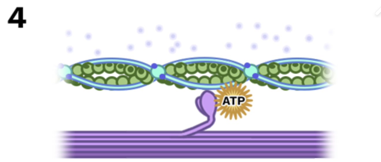 <p>Stage 4: Myosin lets go</p>