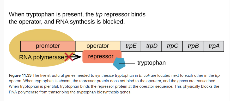 <p><span>When<strong> tryptophan is not present in the cel</strong>l, the repressor by itself </span><span style="color: #000000"><mark data-color="#fafbae" style="background-color: #fafbae; color: inherit">does not bind to the operator; </mark></span><span>therefore, the <strong><mark data-color="yellow" style="background-color: yellow; color: inherit">operon is active and tryptophan is synthesized</mark></strong>. However, when tryptophan accumulates in the cell, <strong>two tryptophan</strong> molecules<strong> bind to the </strong></span><strong><em>trp</em></strong><span><strong> repressor</strong> molecule, which changes its shape, allowing it to <strong>bind to the </strong></span><strong><em>trp</em></strong><span><strong> operator. </strong>This binding of the active form of the </span><em>trp</em><span> repressor to the operator<strong> blocks RNA polymerase</strong> from transcribing the structural genes, stopping <strong>expression of the operon.</strong></span></p>