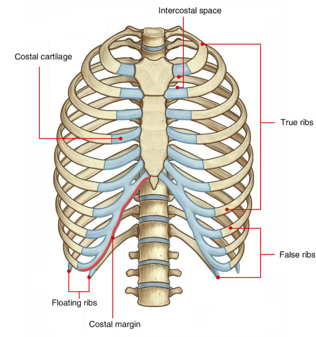 <p>The anatomical spaces between adjacent ribs that contain muscles, nerves, and blood vessels, playing a crucial role in the mechanics of breathing. </p>