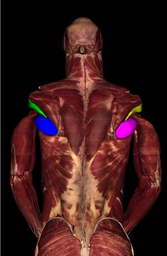 <p><strong>origin: </strong> posterior aspect of inferior angle of scapula</p><p><strong>insertion: </strong>humerus</p><p><strong>innervation:</strong> lower subscapular n. (C5-C6)</p><p><strong>actions:</strong> -adduct humerus</p><p>-internal/medial rotation of humerus </p><p>-extend humerus from flexed position </p><p>-protract/abduct scapula</p><p>-depress shoulder </p>