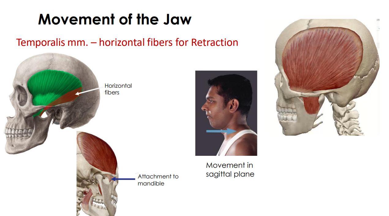 <p>- movement of jaw</p><p>- horizontal fibres for retraction (opposite to previous)</p><p>- movement in a sagittal plane</p><p>ANIMATION ON SLIDE 12</p>