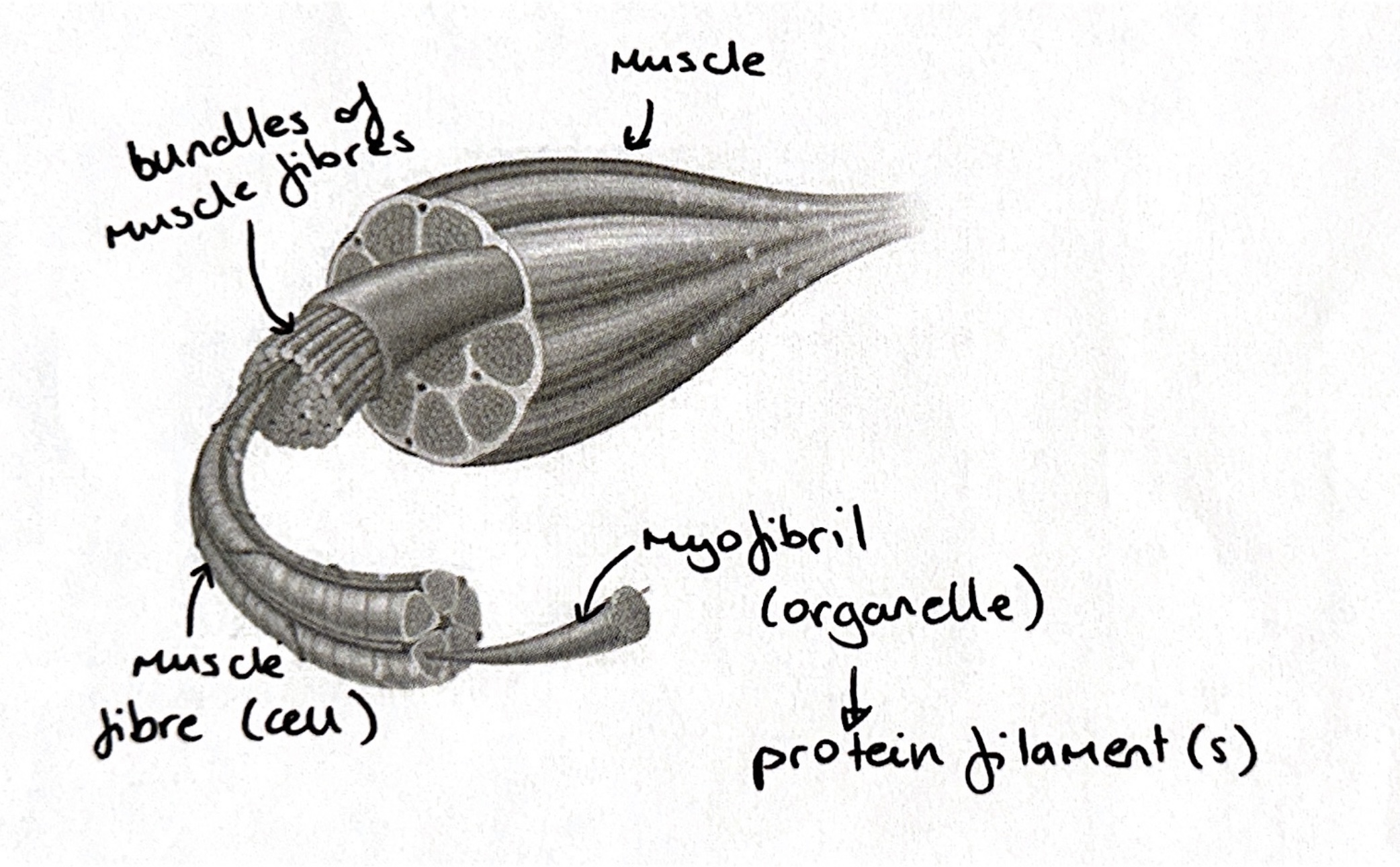 Many muscle fibres tog to create bundle of muscle fibres. 1 muscle fibre = cell. Each muscle fibre contains multiple myofibrils (organelles) which contain protein filaments. 