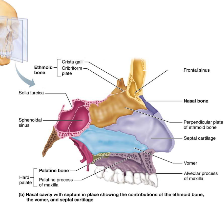 <ul><li><p>Plow shaped bone</p></li><li><p>Forms part of nasal septum</p></li></ul><p></p>
