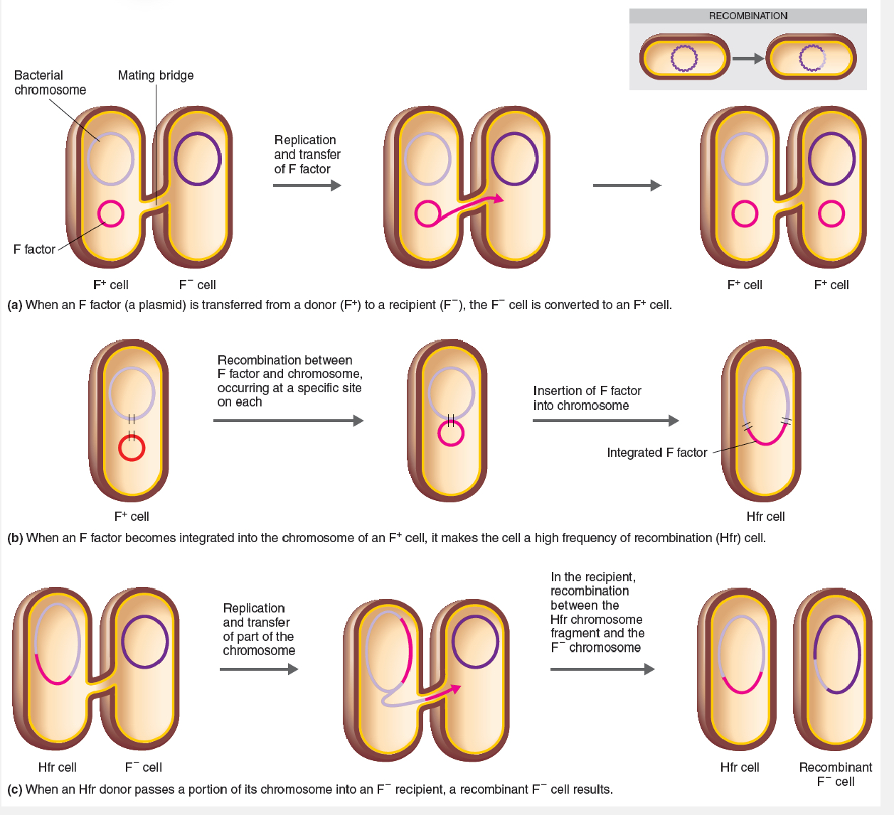 <p><span style="font-size: inherit">In <em>E. coli</em>, Hfr cells <strong>can pass main chromosome genes to a recipient cell</strong>. In some cells carrying F factors, the factor integrates into the chromosome, converting the F</span><span><sup>+ </sup></span><span style="font-size: inherit">cell to an Hfr cell (high frequency of recombination). When conjugation occurs between an Hfr cell and an F</span><span><sup>-</sup></span><span style="font-size: inherit"> cell, the Hfr cell’s chromosome (with its integrated F factor) replicates, and a parental strand of the chromosome is transferred to the recipient cell.</span></p>
