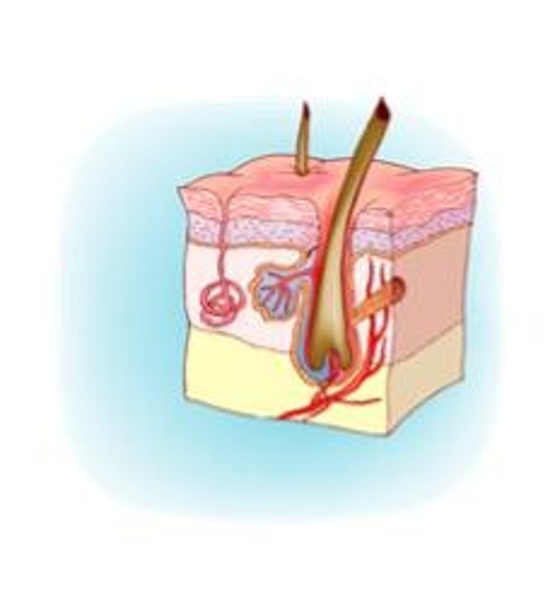 <p>Organs: skin ,hair, nails</p><p>FUNCTIONS: protects against pathogens; receives stimuli from the environment; helps control body temperature; produces vitamin D; removes some waste (sweat)</p>