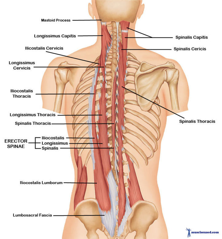 <p><strong>Origin: </strong>spinous process of C2-T2</p><p><strong>Insertion: </strong>spinous process of C2</p><p><strong>Action: </strong>extend<strong> </strong>head</p>