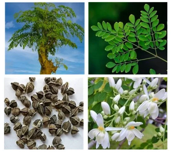 <p>Biological Origin:<strong> Moringa oleifera Lam. (Moringaceae)</strong></p><p>Common Name:<strong> Malunggay</strong></p><p>Part used: <strong>Leaves, stem bark</strong></p><p>Medicinal use:</p><p><strong><u>Leaves</u></strong></p><ul><li><p><strong><u>increase in breastmilk production or lactation</u></strong></p></li></ul><p>Secondary metabolites:</p><p>Leaves</p><p><strong>● Flavonoids ● Phenolics ● Carotenoids</strong></p><p>Stem bark</p><p><strong>● Moringine (Alkaloid) ● Moringinine (Alkaloid)</strong></p>