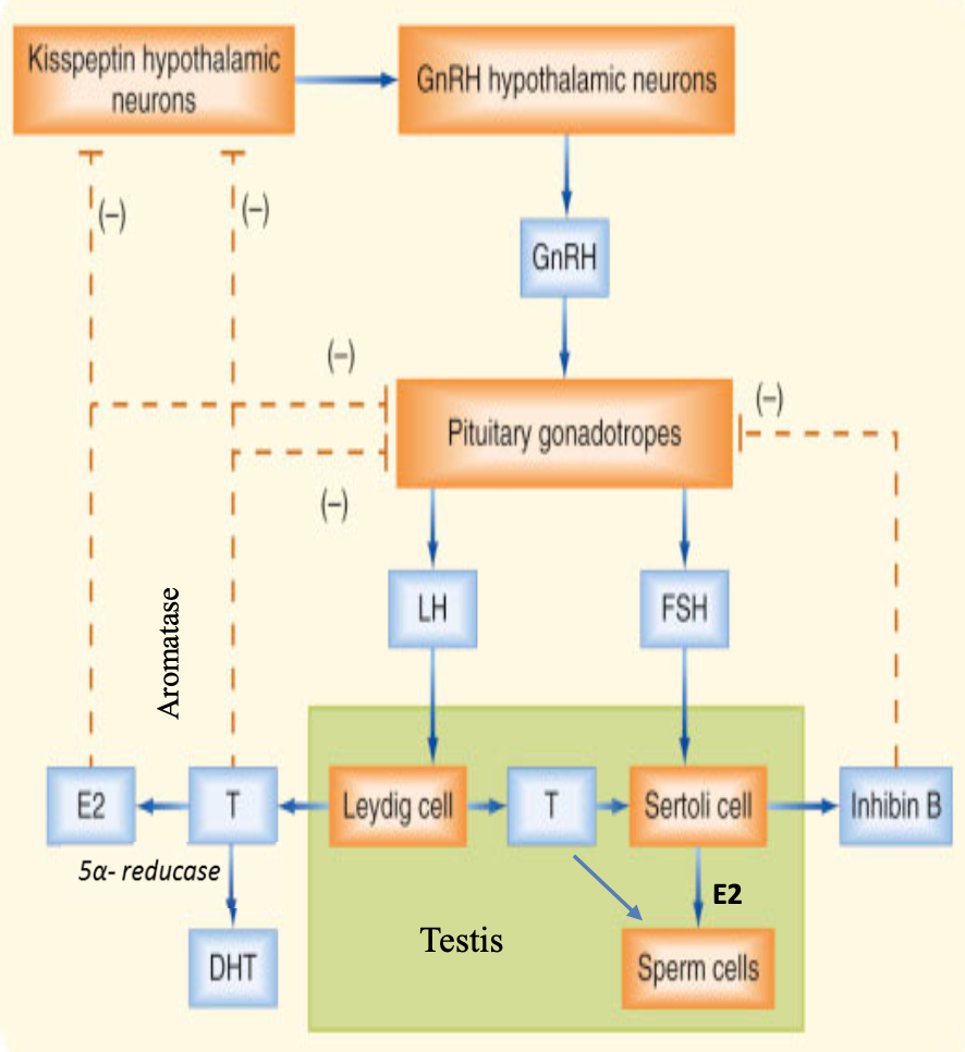 <p>hypothalamic neurons secrete GnRH in a pulsatile manner that stimulate pituitary gonadotropes to secrete LH and FSH</p><ul><li><p>LH acts on Leydig cells to produce progesterone and then testosterone</p><ul><li><p>degerming male phenotype in embryogenesis</p></li><li><p>spermatogenesis&nbsp;</p></li><li><p>all androgenic responses</p></li></ul></li><li><p>FSH acts on Sertoli cells</p><ul><li><p>provide antimullerian hormone for male phenotype development in embryogenesis</p></li><li><p>provide structural support and nutritional support for germ cell development</p></li><li><p>convert testosterone to estrogen via aromatase for spermatogenesis</p></li><li><p>produce inhibin to control/inhibit pituitary release of FSH</p></li></ul></li></ul><p></p>