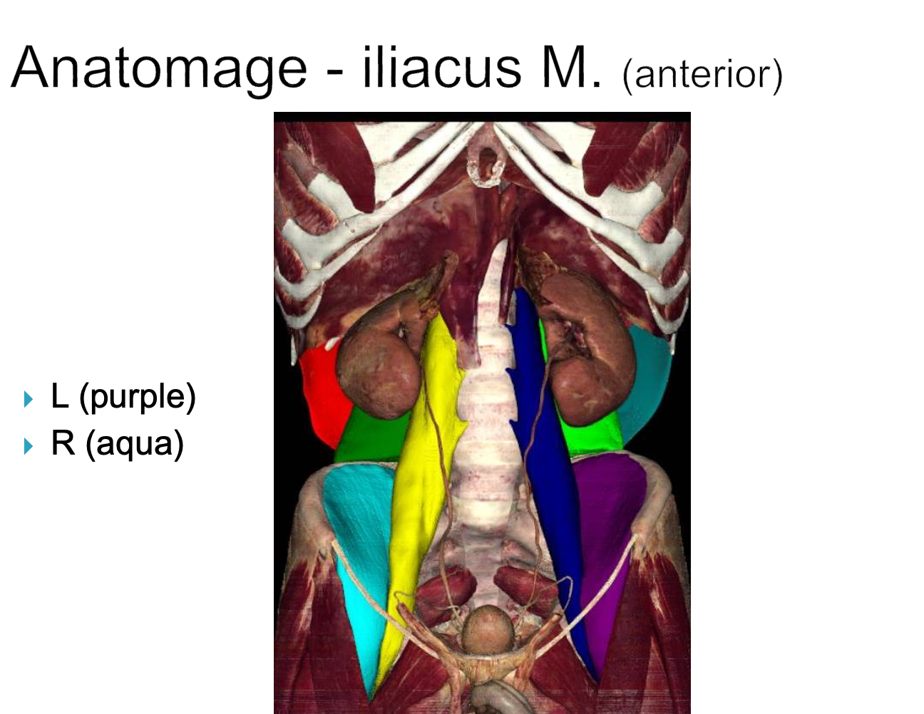 <p><strong>origin:</strong> iliac crest and sacrum</p><p><strong>insertion:</strong> lesser trochanter of femur</p><p><strong>innervation:</strong> femoral n. (L2-L4)</p><p><strong>action:</strong> -flex thigh at hip joint</p><p>-stabilize hip joint </p>