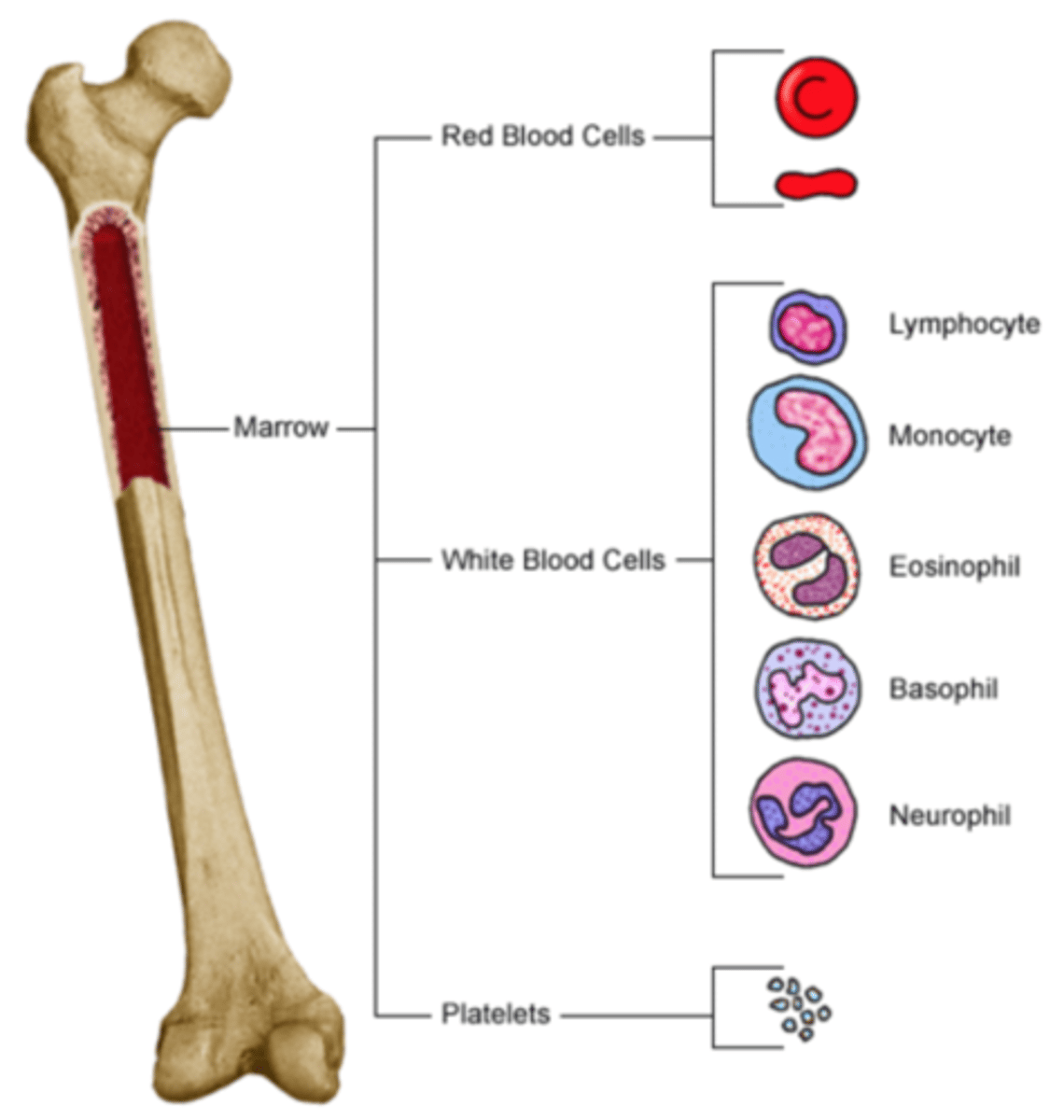 <p>Bone marrow</p>